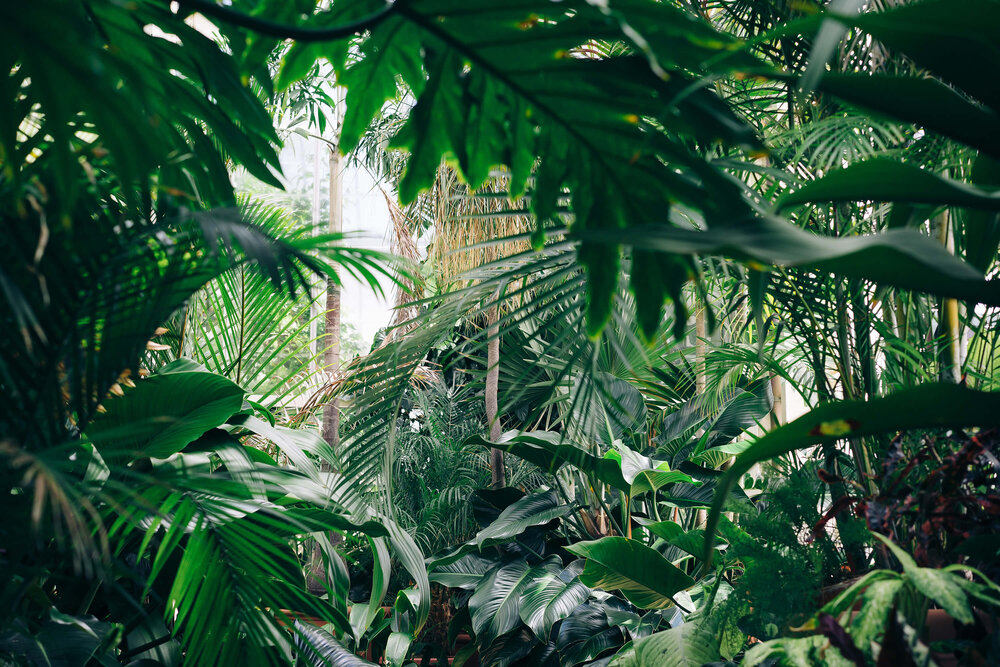 Jungle luxuriante avec de nombreuses plantes vertes.