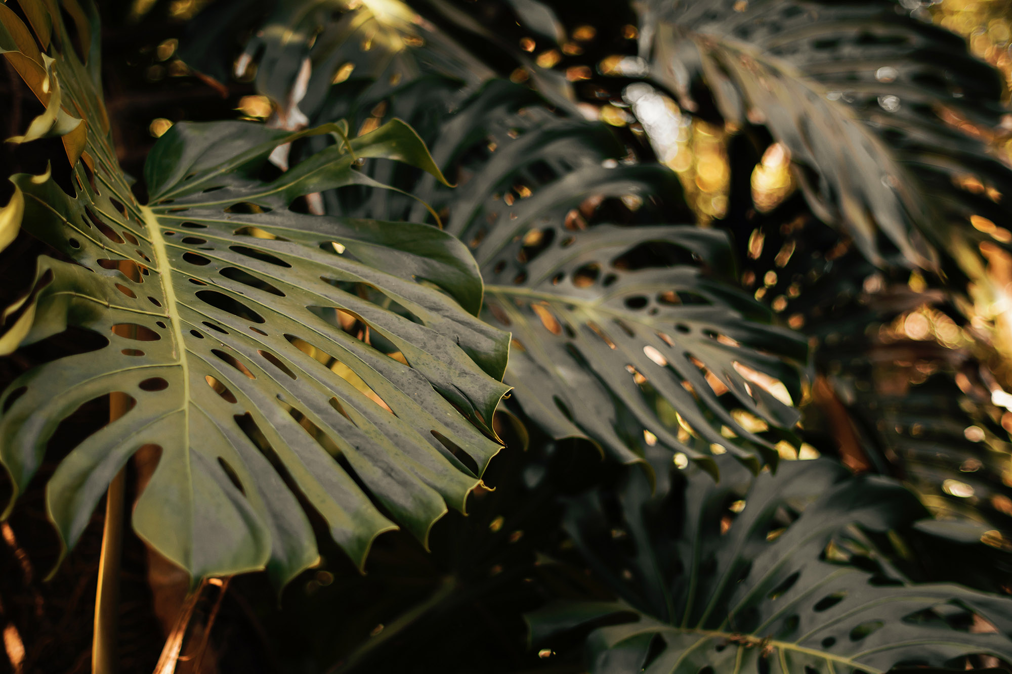 Gros plan sur une plante verte tropicale.