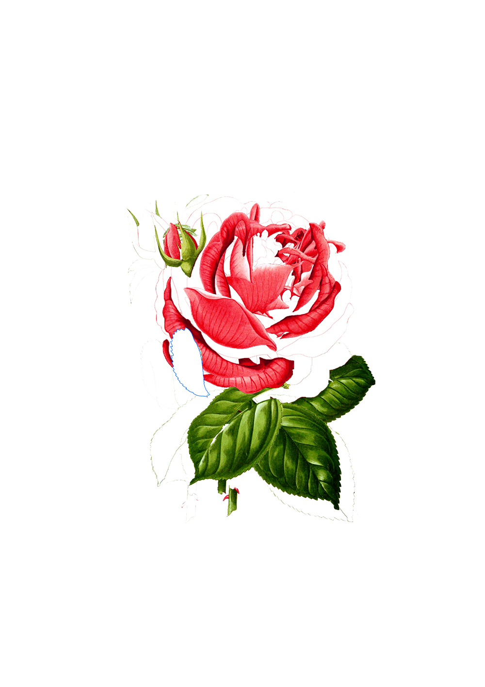 Illustration d'une rose destructurée.