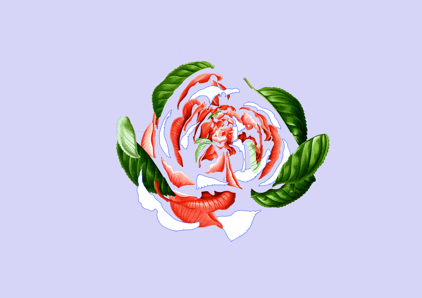 Illustration d'une rose découpée en plusieurs parties, sur fond mauve.